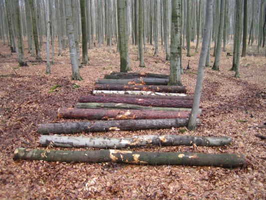 2008 wurden in den drei Regionen der Biodiversitäts-Exploratorien auf jedem Wald-VIP folgende Baumarten in drei Wiederholungen ausgelegt: Buche, Eiche, Ahorn, Linde, Pappel, Hainbuche, Esche, Birke und Kirsche, sowie Kiefer, Lärche, Douglasie und Fichte. Foto: Matthias Gross